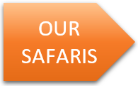 Our Safaris image