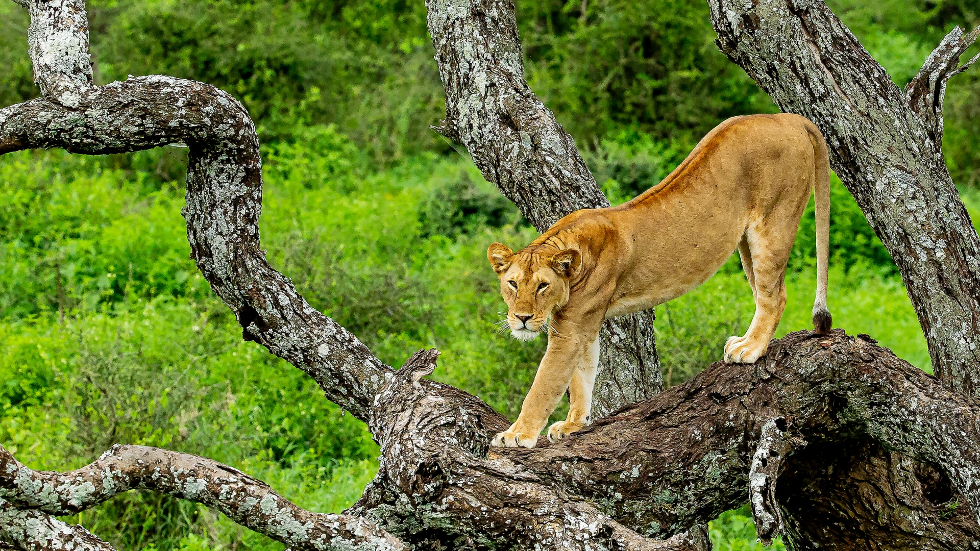 6 Days Tanzania Safari