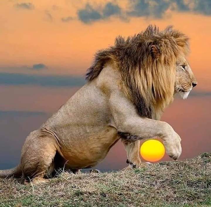 lion