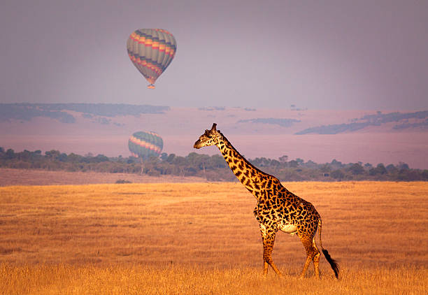 balloon safari at dawn in Masai Mara Game Reserve 