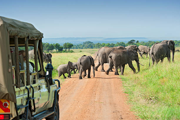 game drive experience in Masai Mara Game Reserve 